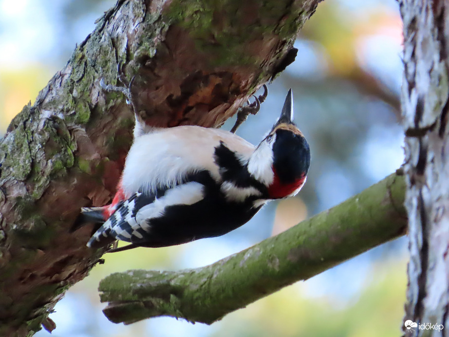 Mindenütt megvizsgálom a fát! 3.