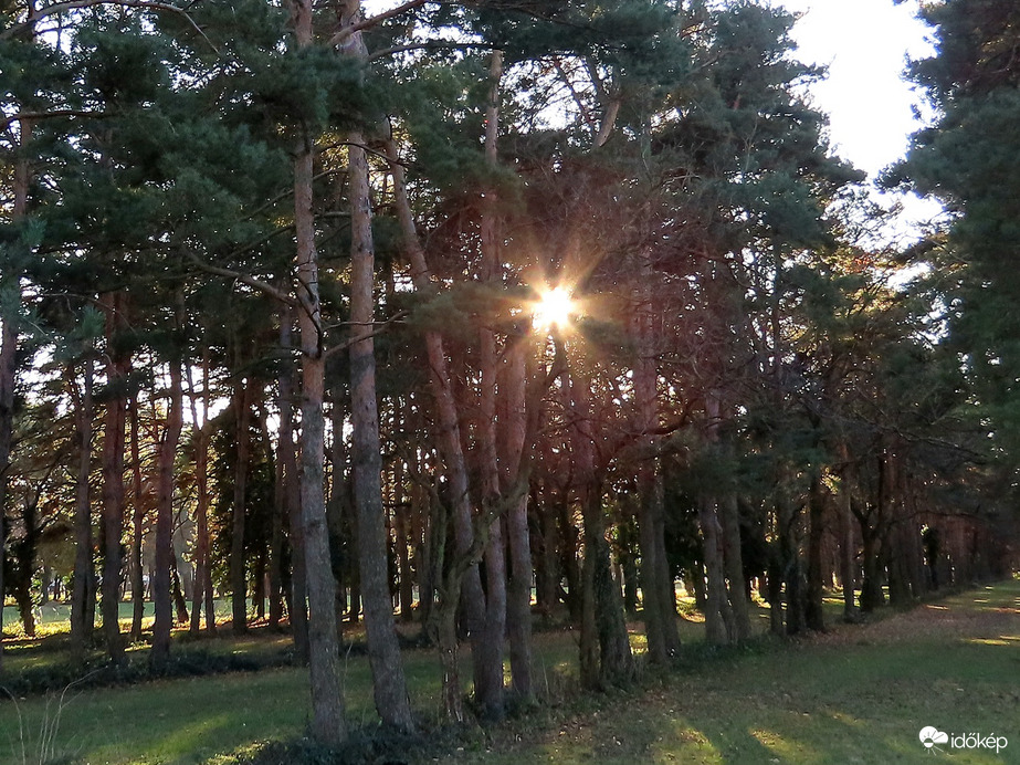 Fák között áttörő napfény