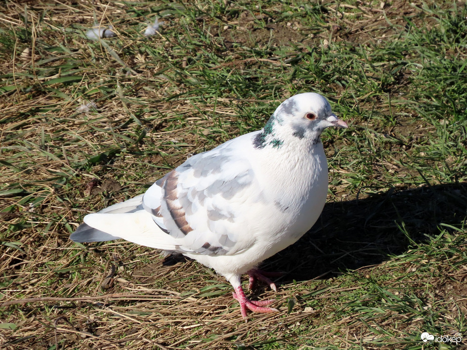 A galambok szépe