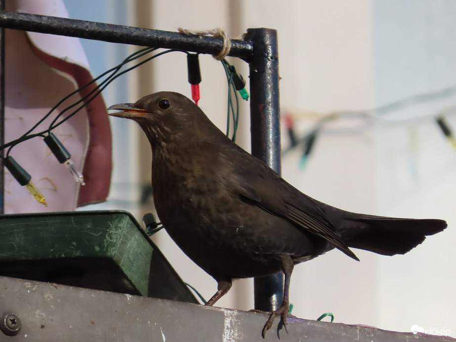 Találtam a begyemre valót!