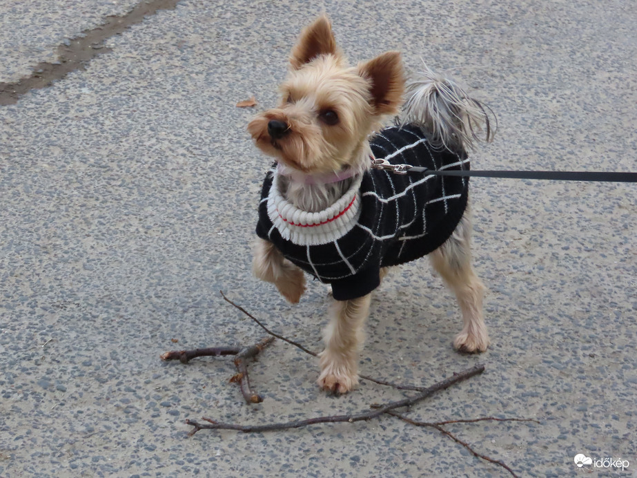 Ugye megrágcsálhatom?