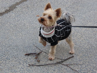 Ugye megrágcsálhatom?