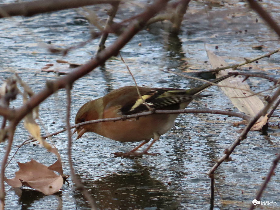 Csipegető Erdei pinty a jégen