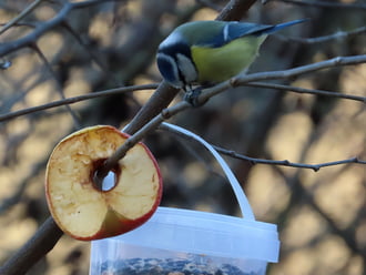 Miért vigyem távolabb, ha itt is megehetem?