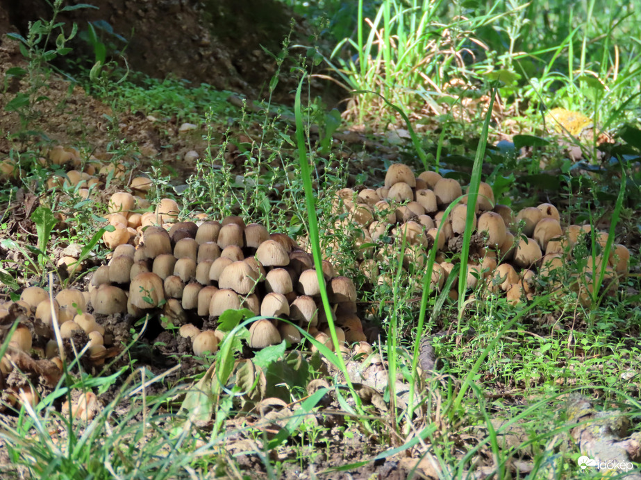 Seregnyi gomba