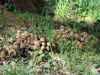 Seregnyi gomba