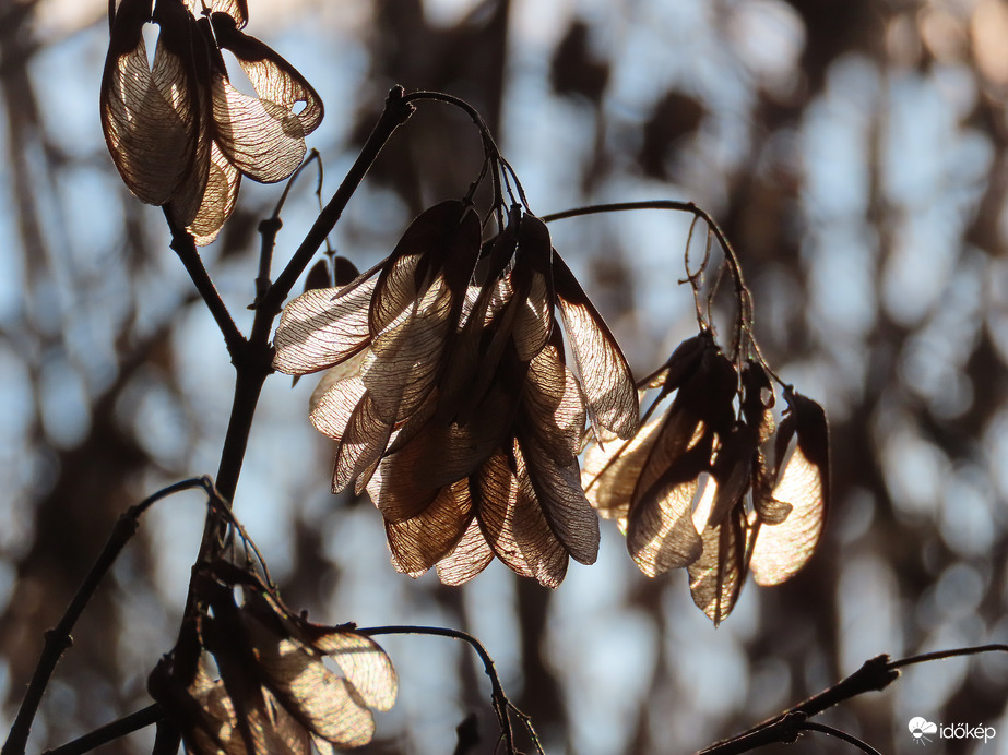 Juhar termése a fényben