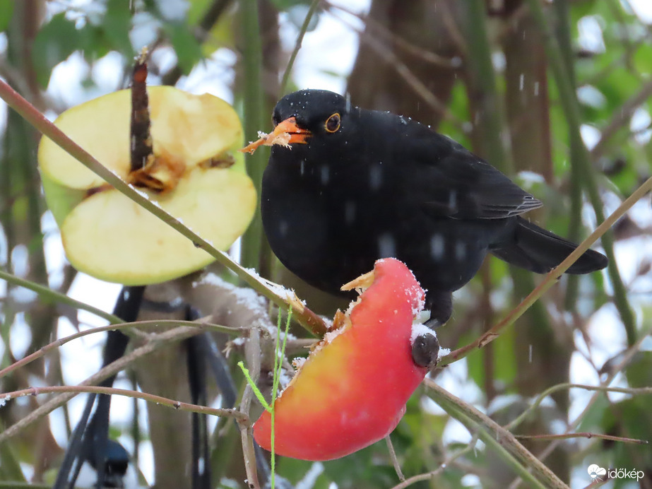 Falatozás hóesésben