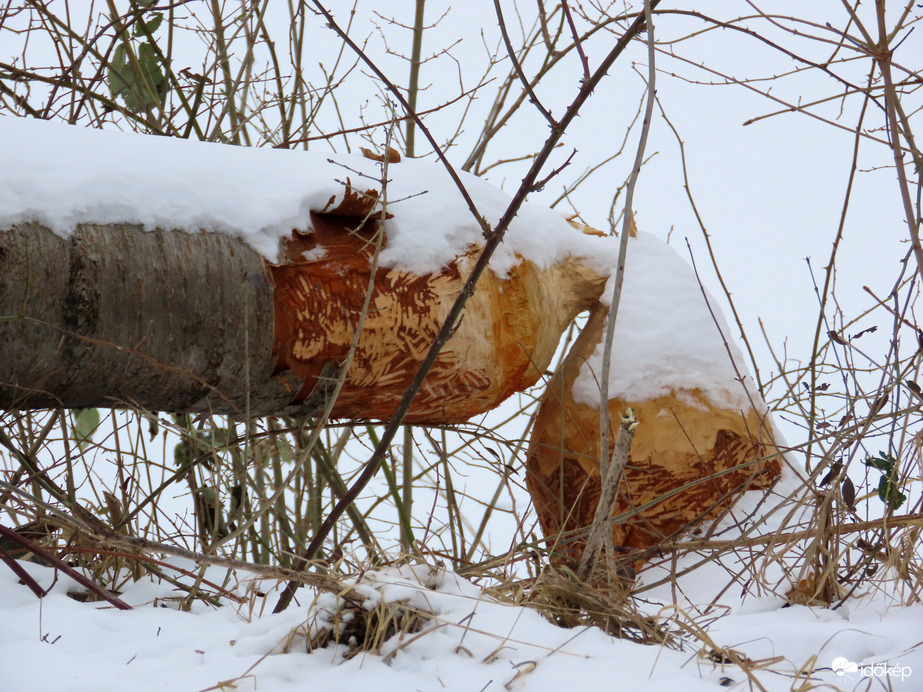 Ezt már kidöntötte a Hód