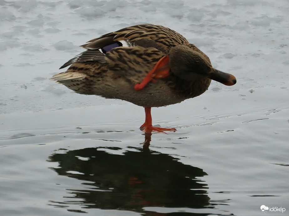 Mit mondtál? Nem hallom!
