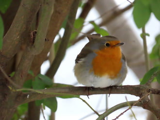 Elbújtam a bokorban