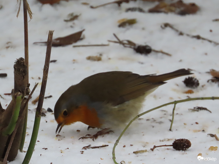 Ezt felcsípem a hóból