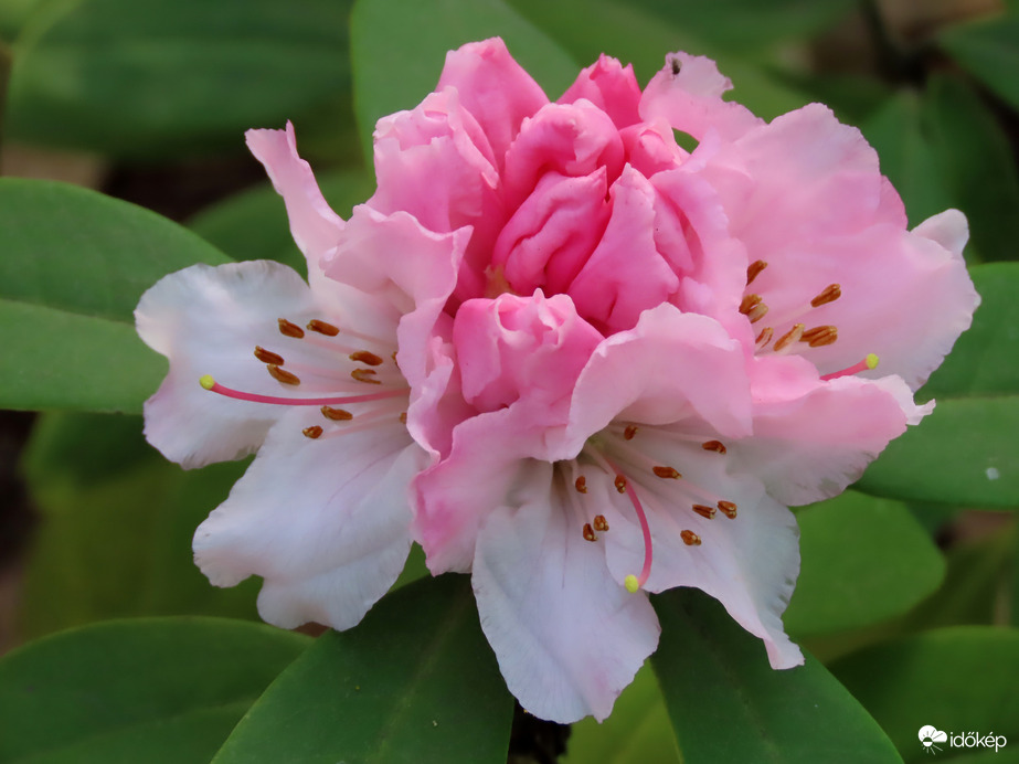 Bontogatja szirmait a Rhododendron