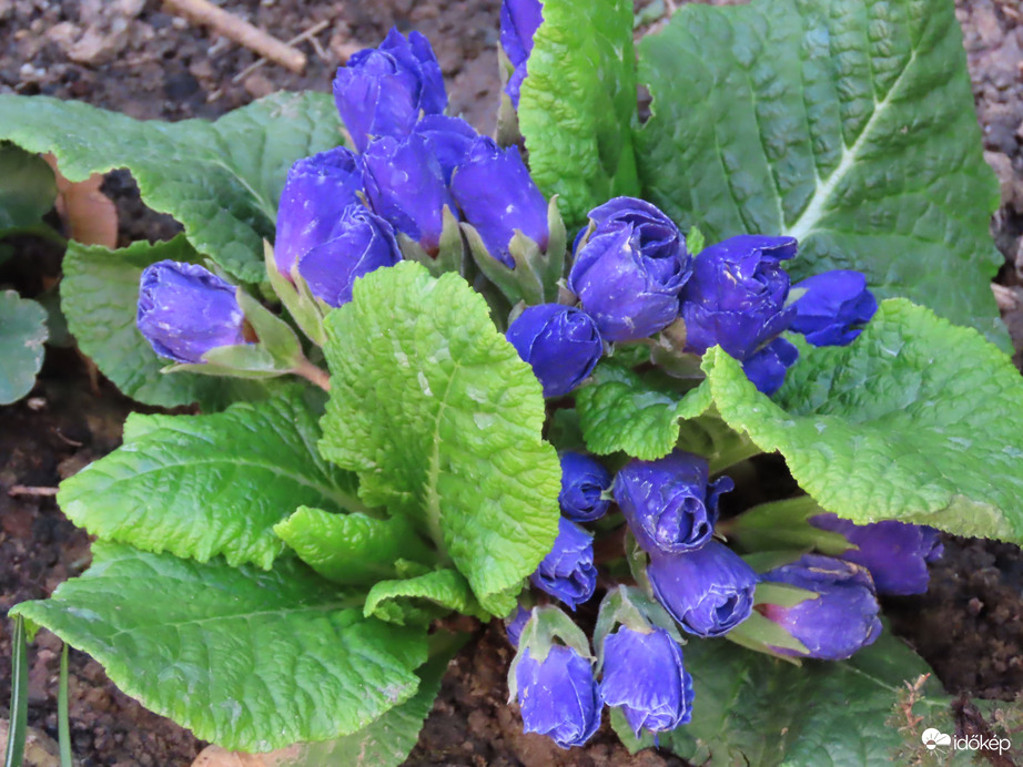 A lakótelep újabb virágai: Primula