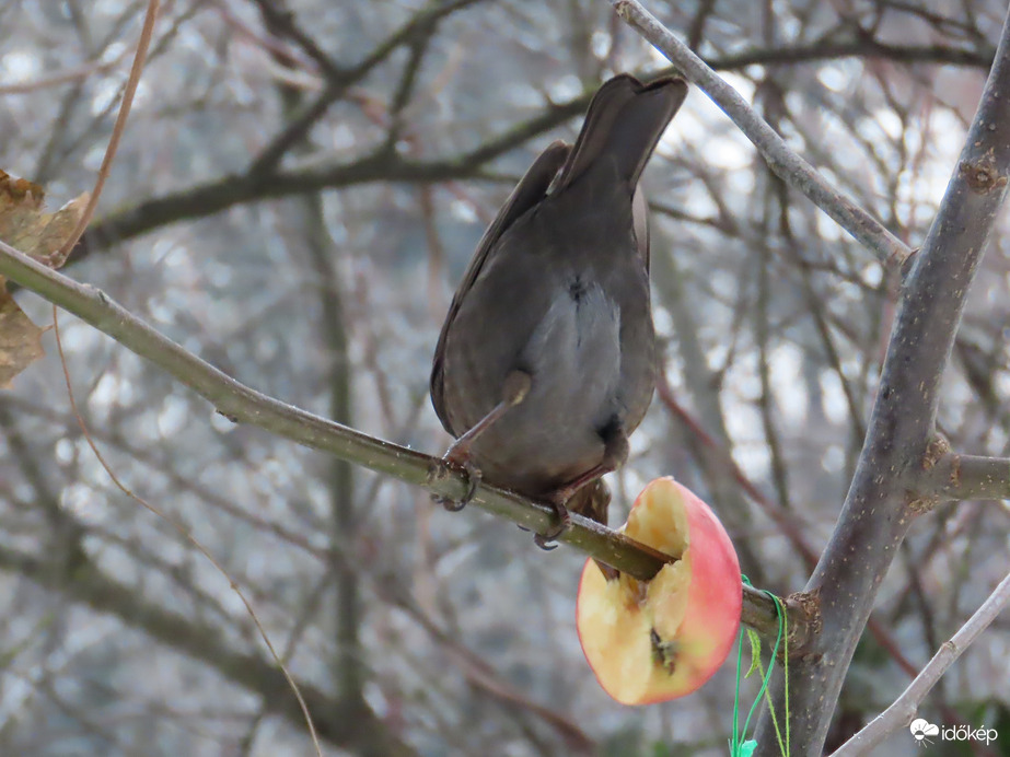 Almaevés nyakatekerten