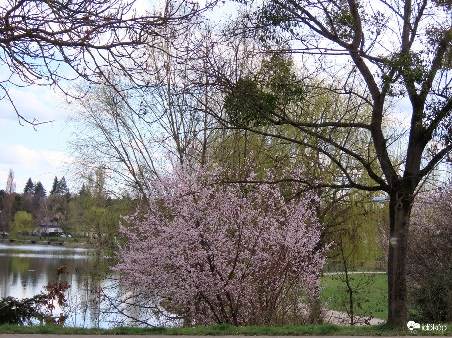 Virágzó fák a tóparti sétány mentén 1.