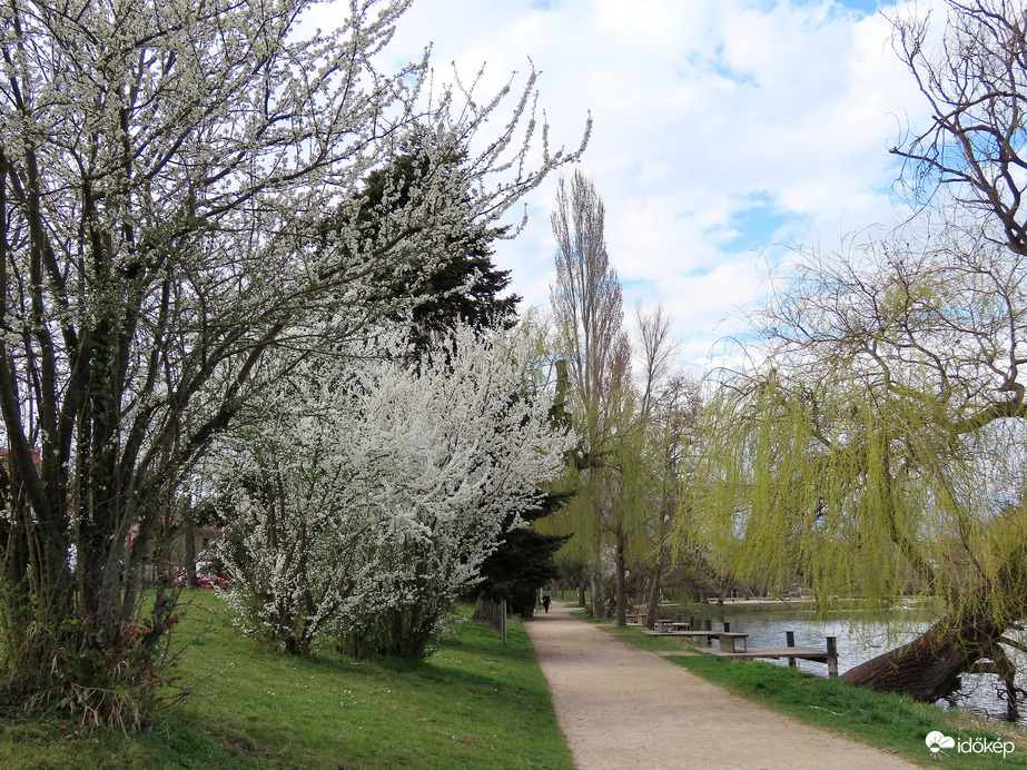Virágzó fák a tóparti sétány mentén 2.