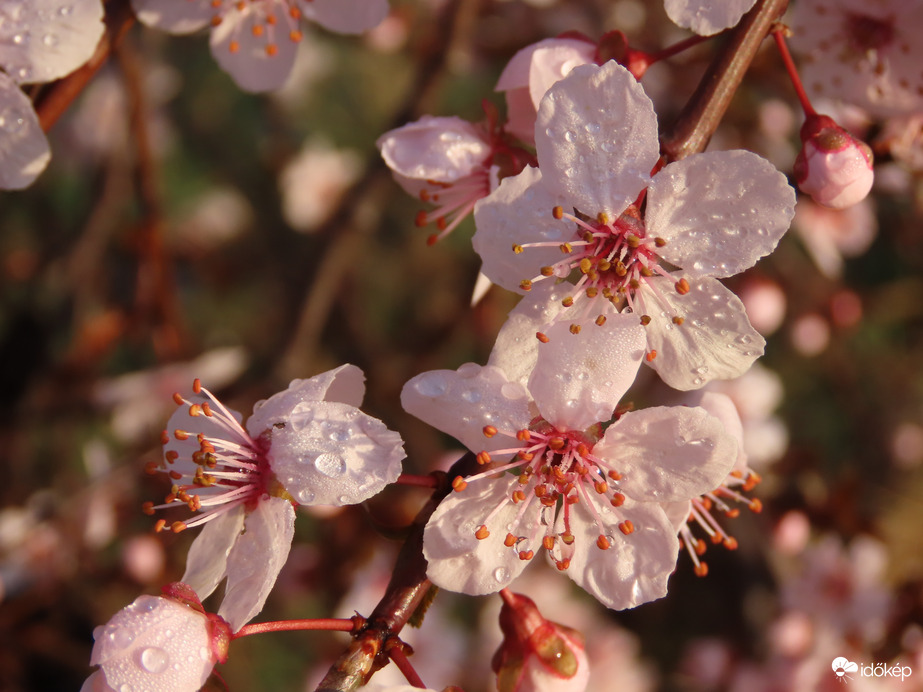 Az éjszakai eső nyomai