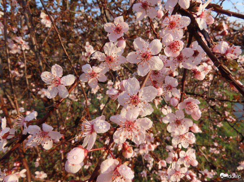 Virágzik a Vérszilva