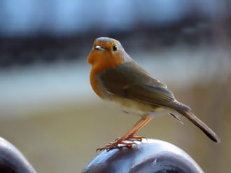 Vöröske is megjött