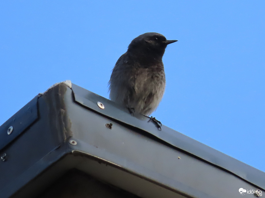 Rozsdafarkú a magasban