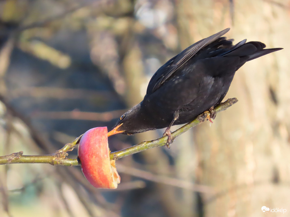 Ezt is megkóstolom!