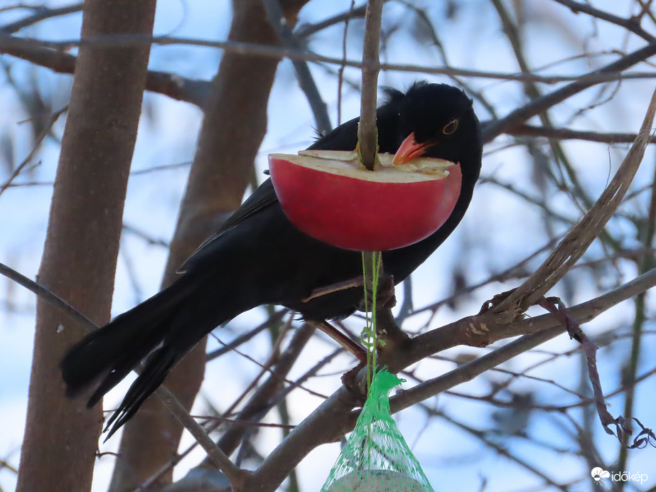 Csipegetni így is lehet!