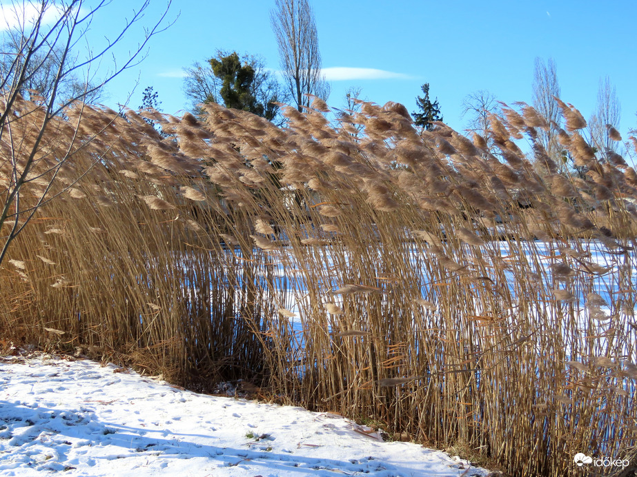 Nádas a viharos szélben