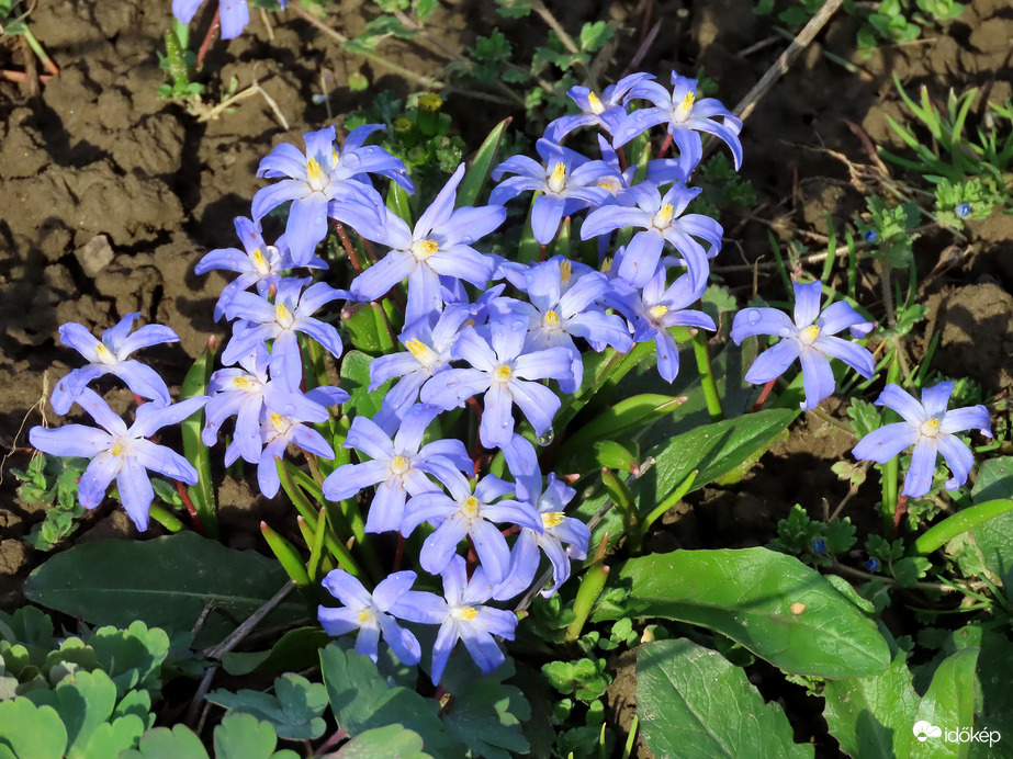 Benéztem egy kertbe: Hófény