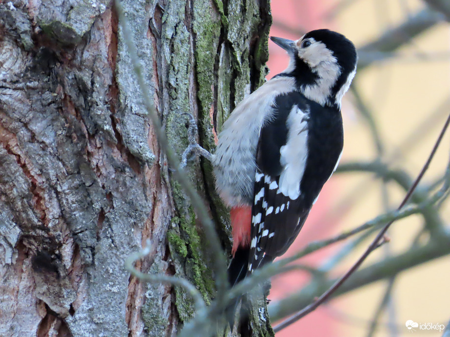 Dolgozik a fák doktor nénije