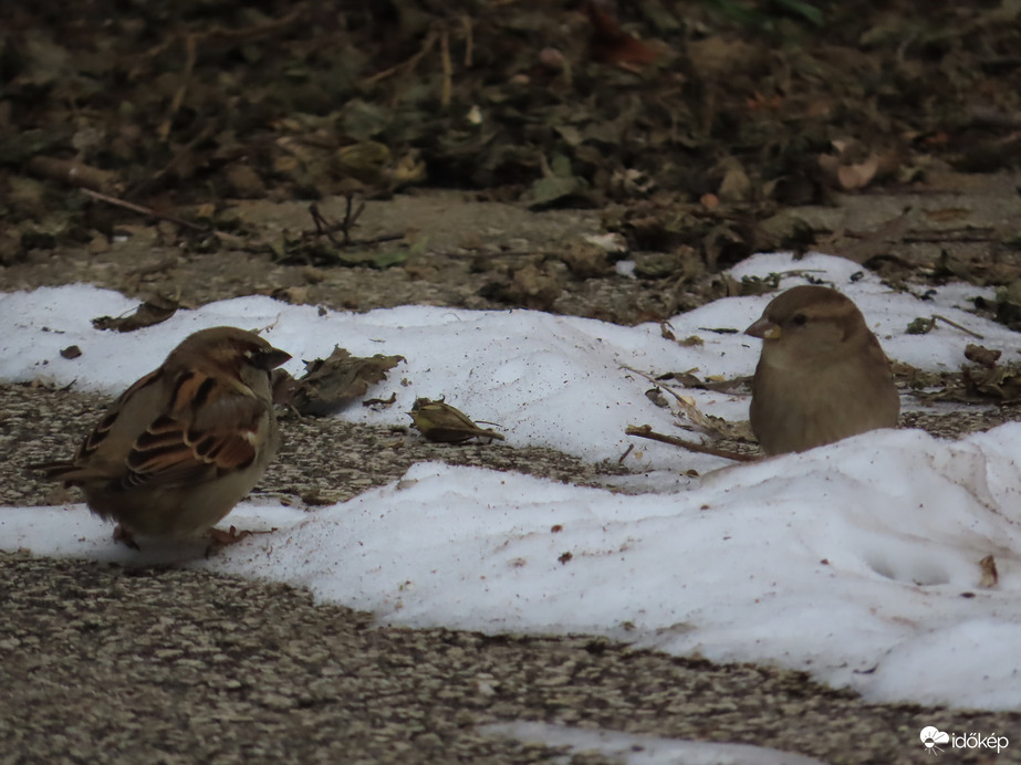 Vajon miről beszélgetnek?