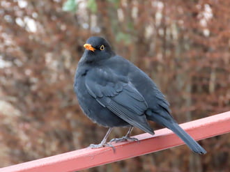 Már nagyon unom az egészet!