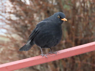 Meddig álljak még itt?