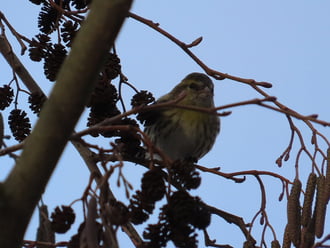 A Csíz a fán csipegetett