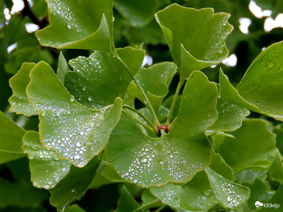 Apró gyöngyök a Ginkgo levelein