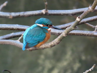 A Perint-patak feletti ágon kuporgó Jégmadár