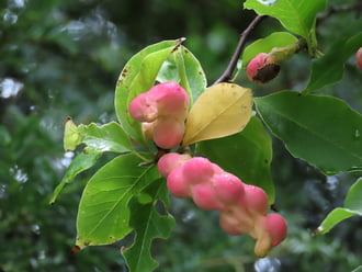 Japán liliomfa termése