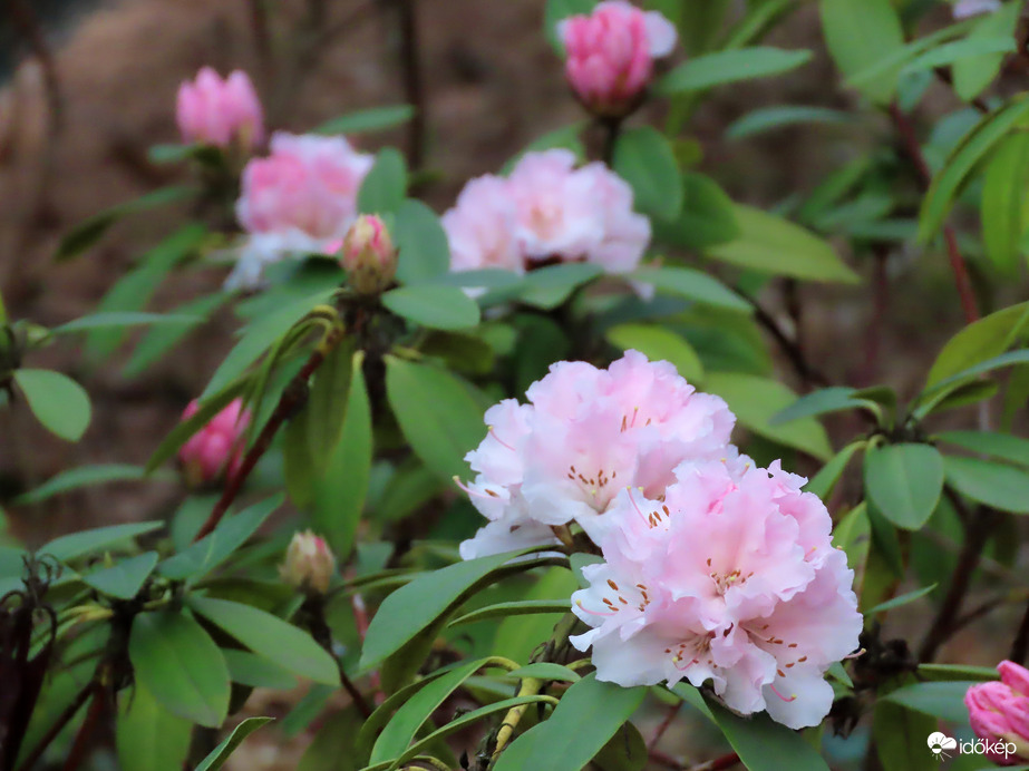 A Sportliget Rhododendronjai