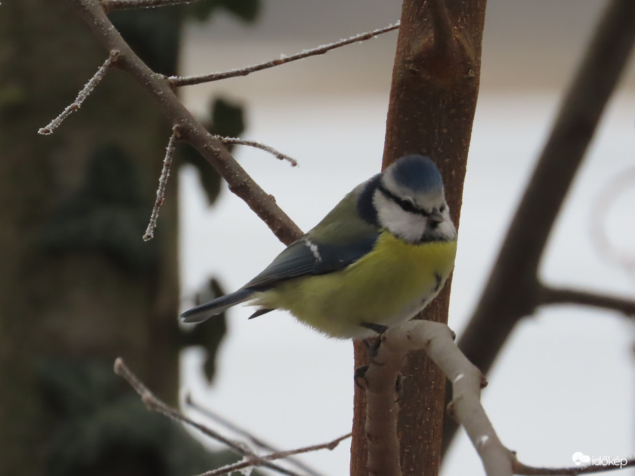 A kék-sapkás madárka