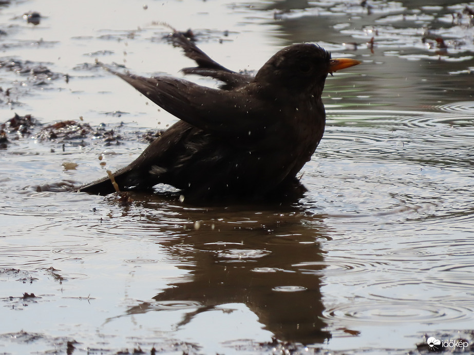 Pancsolok a pocsolyában!