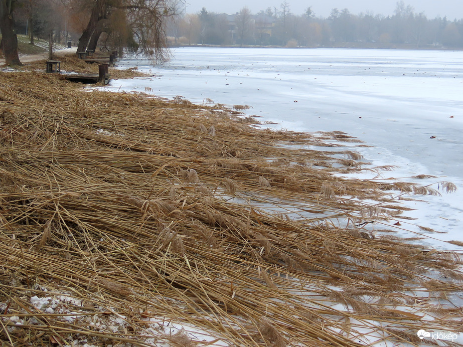 Levágták a nádat a tó körül