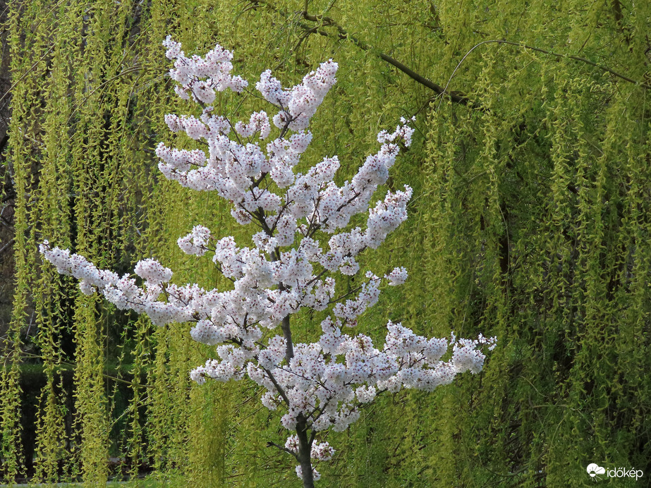 Virágzó fa zöld függöny előtt