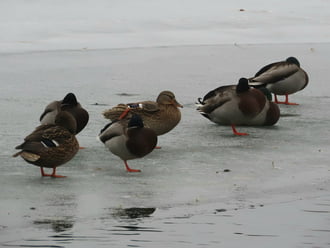 Pihenő a jég hátán