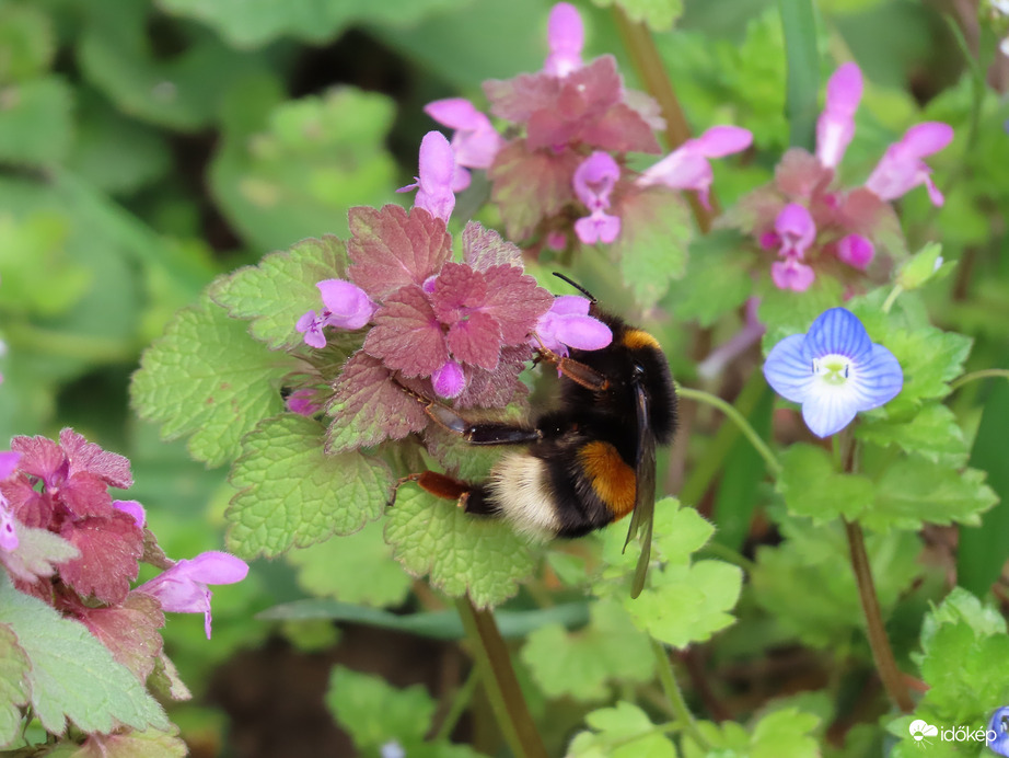 Földi poszméh apró virágokon