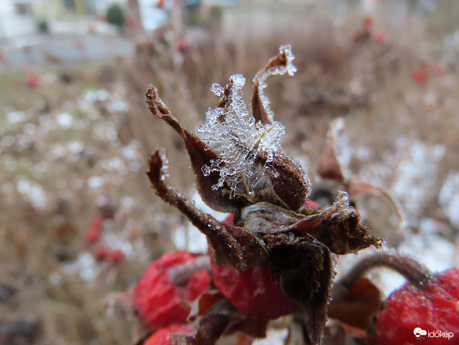 Csipkebogyó zúzmara koronában