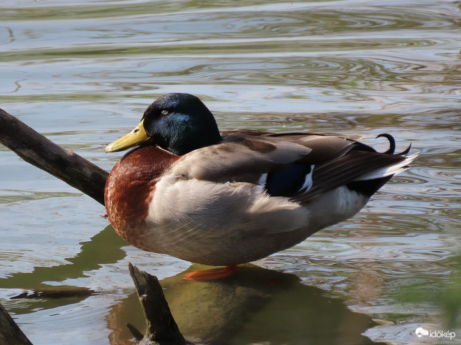 Napozós nap-Tőkés réce