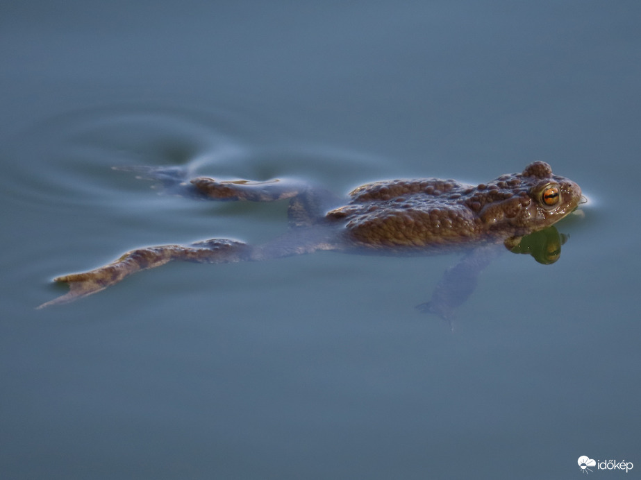 Gyors vagyok! Tudsz követni?