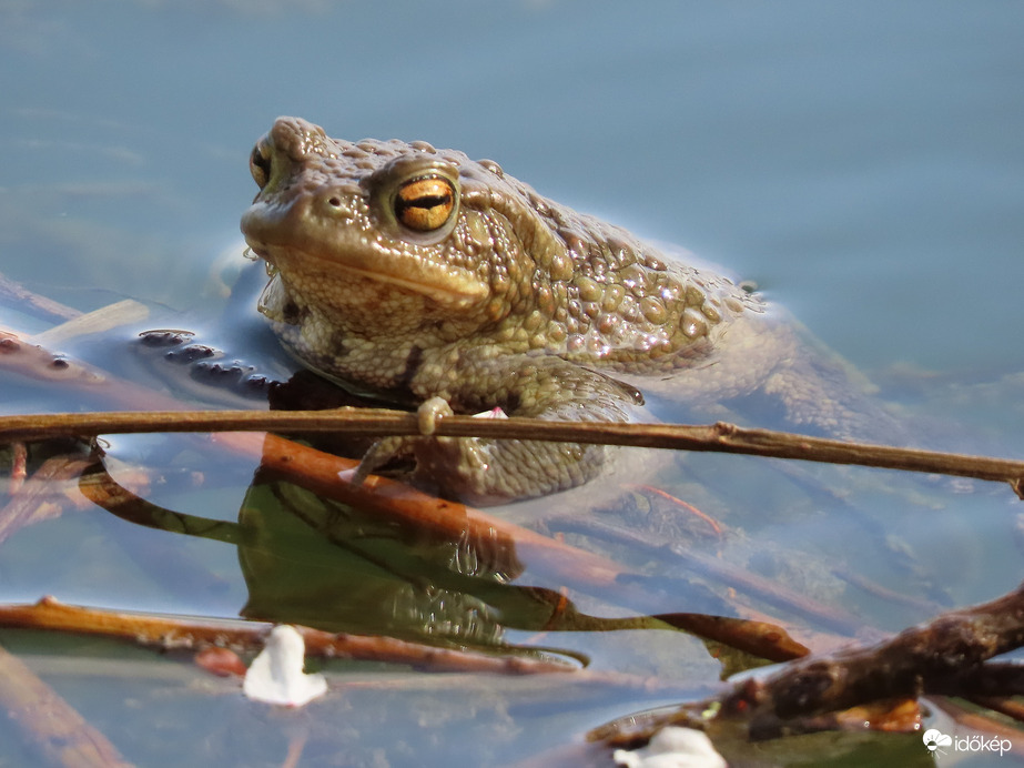 Kérek egy közeli fotót!