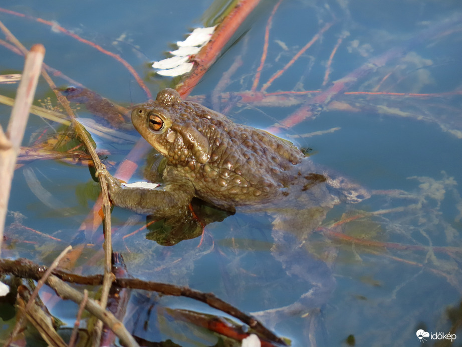 Napozós nap-Barna varangy