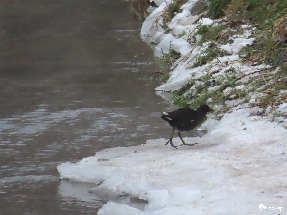Vízityúk a patak jegén